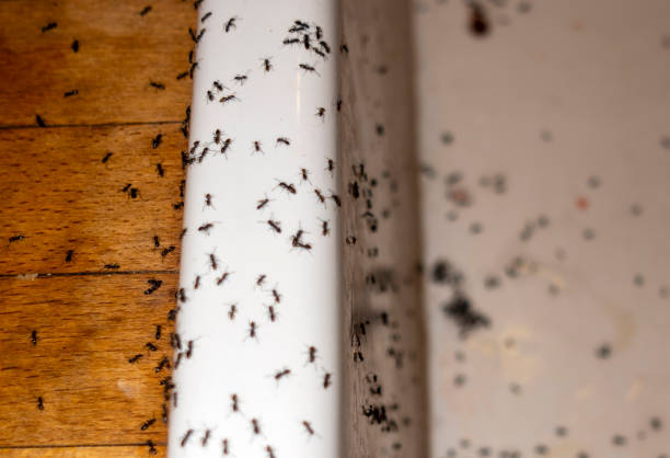 Best Best Pest Control Companies  in Hawthorne, NJ