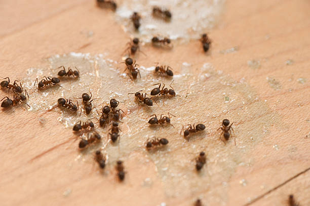 Best Pest Control Near Me  in Hawthorne, NJ